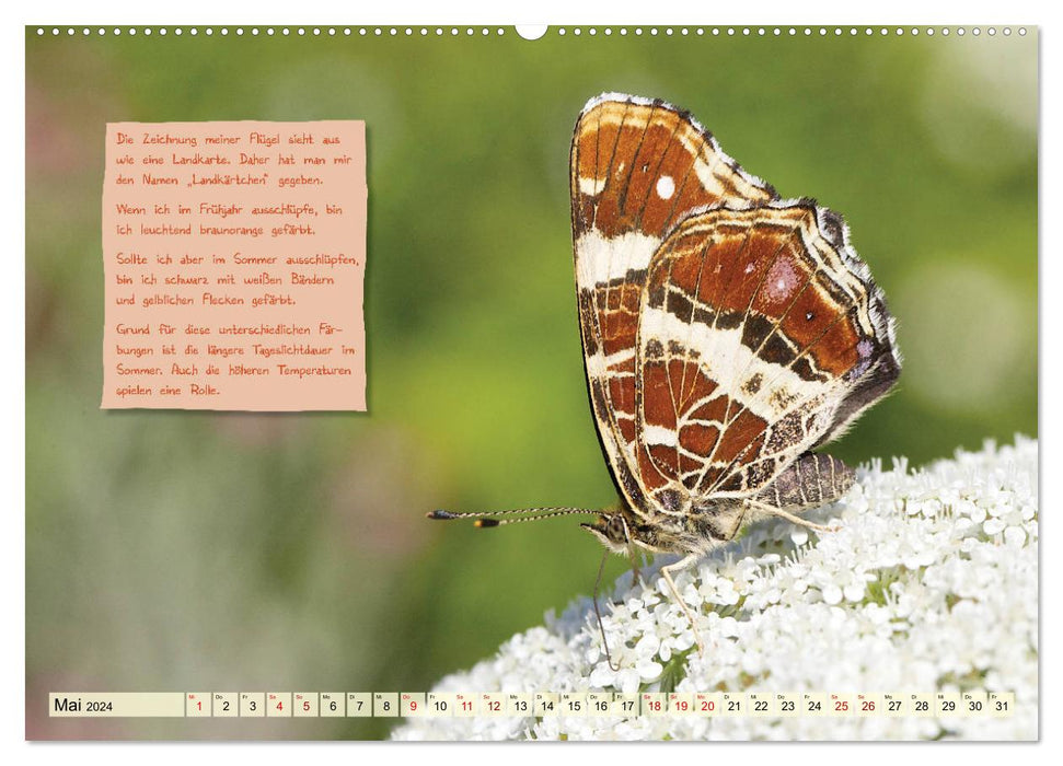 GEOclick Lernkalender: Steckbriefe einheimischer Schmetterlinge (CALVENDO Premium Wandkalender 2024)
