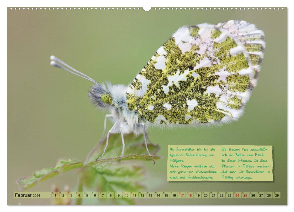 GEOclick learning calendar: profiles of native butterflies (CALVENDO wall calendar 2024) 