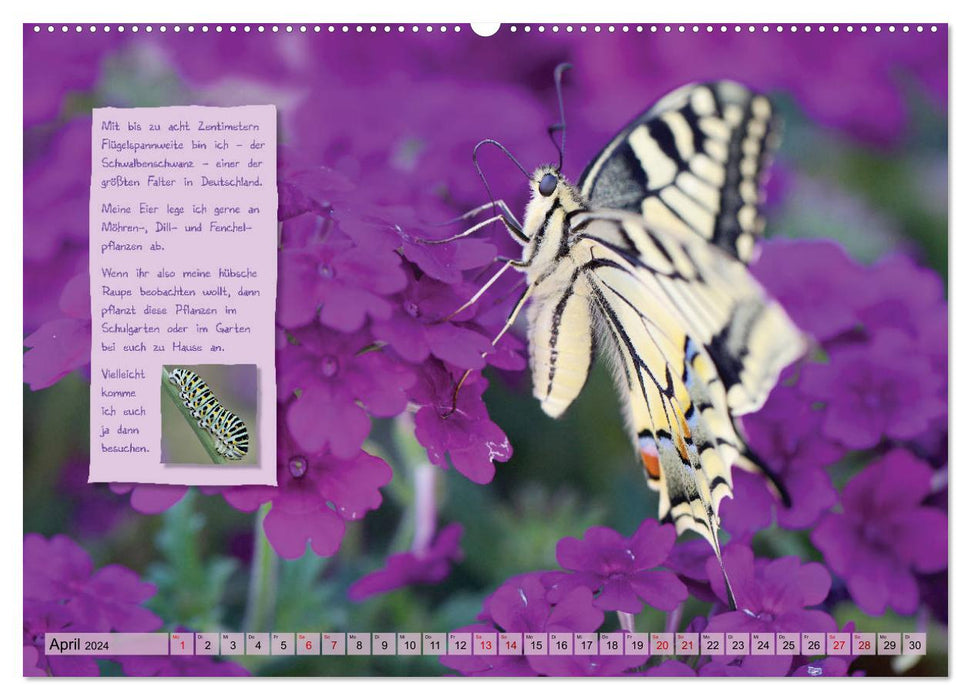 GEOclick learning calendar: profiles of native butterflies (CALVENDO wall calendar 2024) 