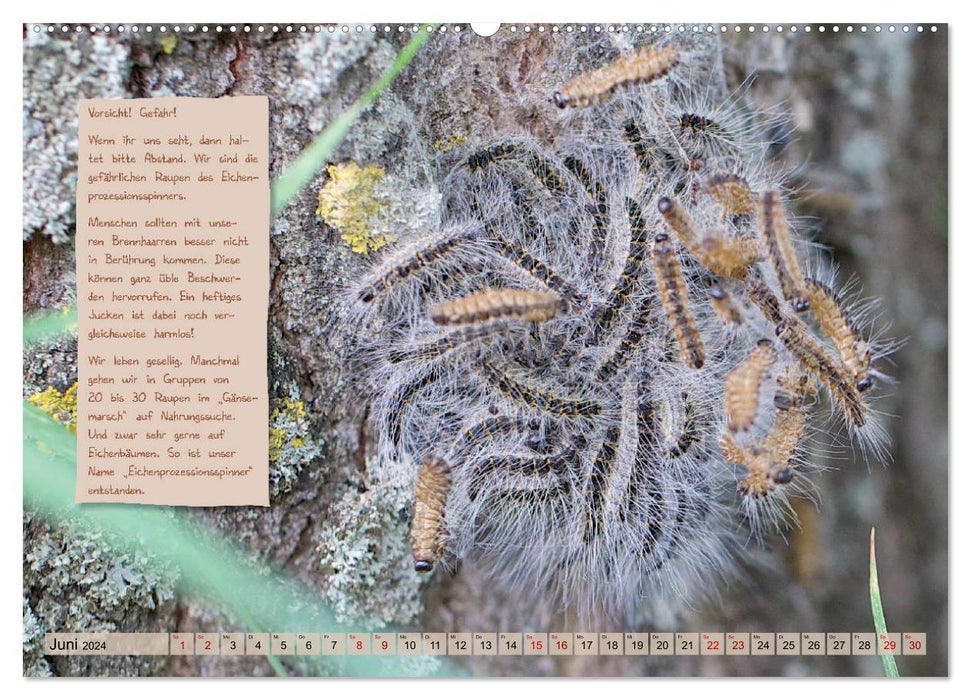 GEOclick learning calendar: profiles of native butterflies (CALVENDO wall calendar 2024) 