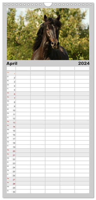 Pferde - im Galopp durch's Jahr (CALVENDO Familienplaner 2024)
