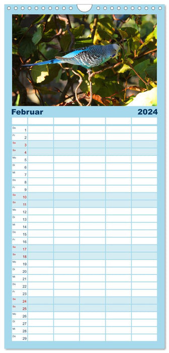 Wellensittichträume - Der neue Wellensittich-Naturkalender (CALVENDO Familienplaner 2024)