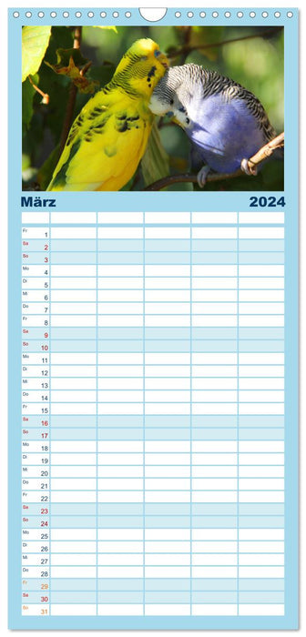 Wellensittichträume - Der neue Wellensittich-Naturkalender (CALVENDO Familienplaner 2024)