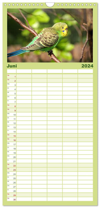 Wellensittichkalender (CALVENDO Familienplaner 2024)
