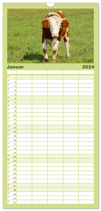 Le monde des vaches (Agenda familial CALVENDO 2024) 