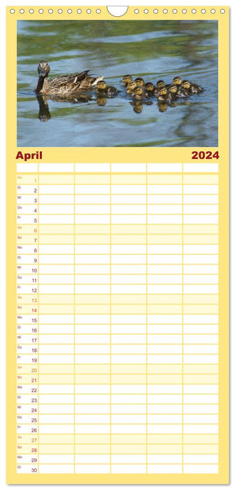 La vie des canards (Agenda familial CALVENDO 2024) 