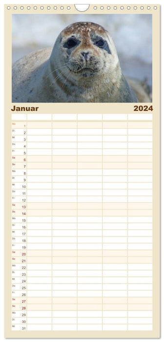La vie des phoques (Agenda familial CALVENDO 2024) 