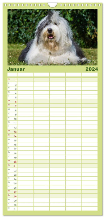 Traumhund Bobtail (CALVENDO Familienplaner 2024)