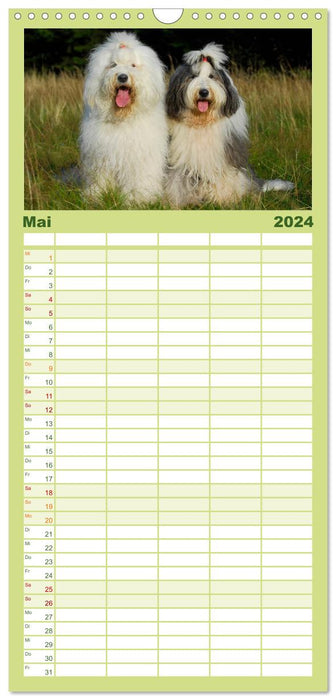 Traumhund Bobtail (CALVENDO Familienplaner 2024)
