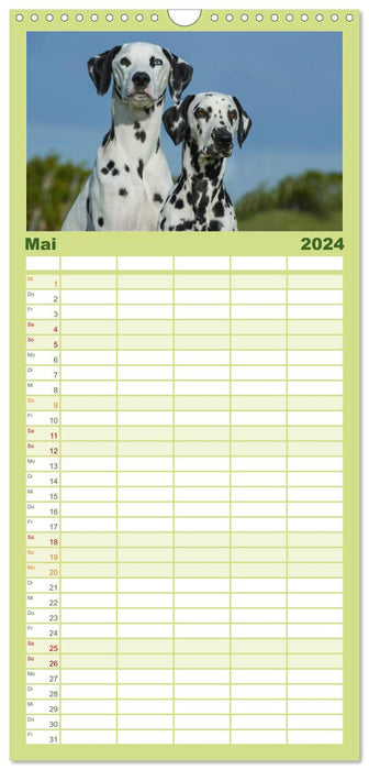 Auf den Punkt - Dalmatiner (CALVENDO Familienplaner 2024)