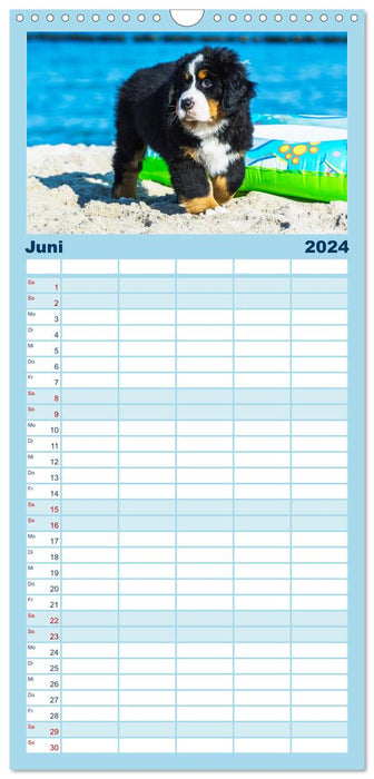 Les ours de mer découvrent le monde - Bouvier bernois (Agenda familial CALVENDO 2024) 