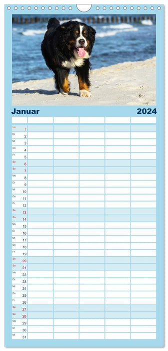 Berner Sennenhunde am Strand (CALVENDO Familienplaner 2024)