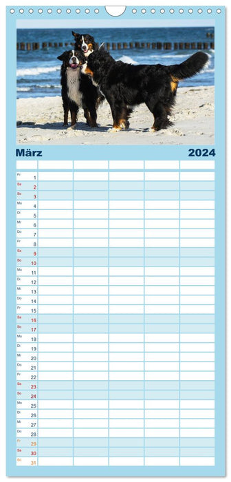 Berner Sennenhunde am Strand (CALVENDO Familienplaner 2024)