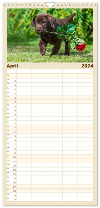 Labrador Retriever - amis pour la vie (Planificateur familial CALVENDO 2024) 