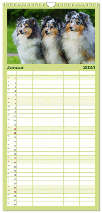 Traumhund Sheltie (CALVENDO Familienplaner 2024)