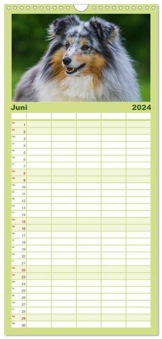 Traumhund Sheltie (CALVENDO Familienplaner 2024)