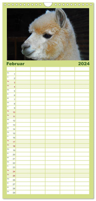 Alpagas et lamas (Agenda familial CALVENDO 2024) 