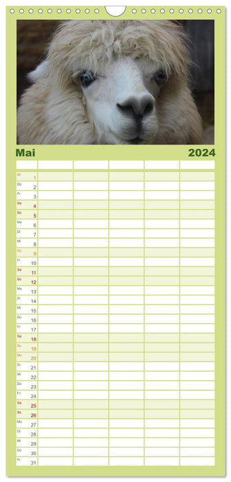 Alpagas et lamas (Agenda familial CALVENDO 2024) 
