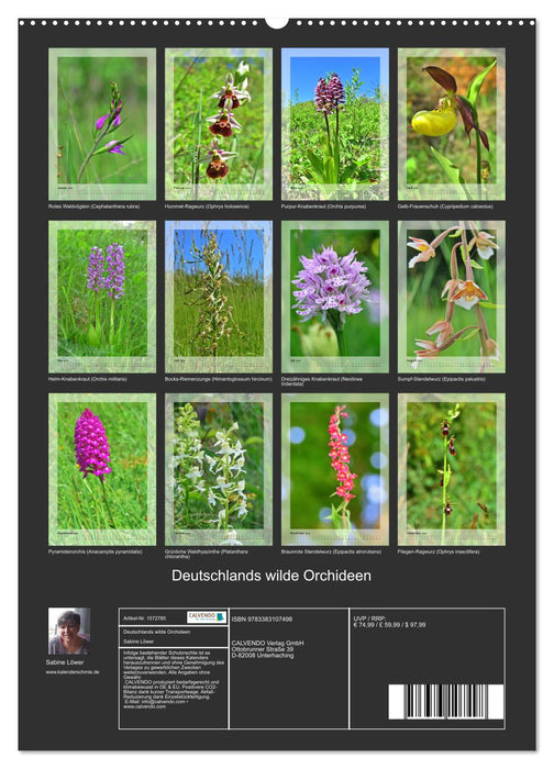 Deutschlands wilde Orchideen (CALVENDO Premium Wandkalender 2024)