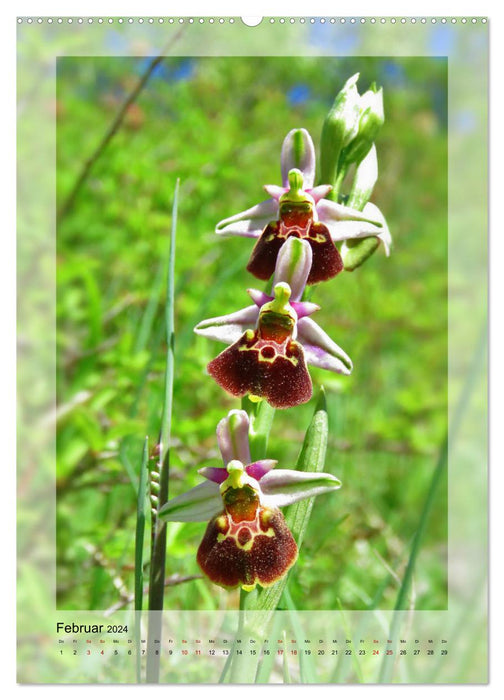 Germany's wild orchids (CALVENDO Premium wall calendar 2024) 