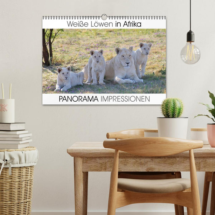 White lions in Africa PANORAMA IMPRESSIONS (CALVENDO wall calendar 2024) 