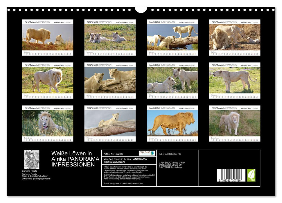 White lions in Africa PANORAMA IMPRESSIONS (CALVENDO wall calendar 2024) 