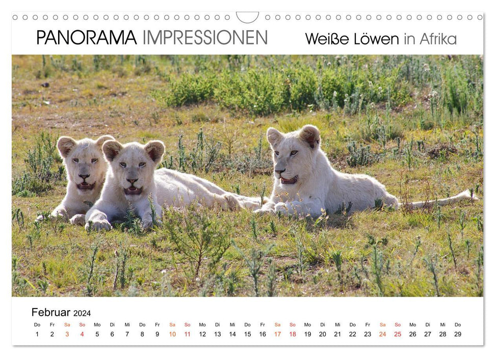 Weiße Löwen in Afrika PANORAMA IMPRESSIONEN (CALVENDO Wandkalender 2024)