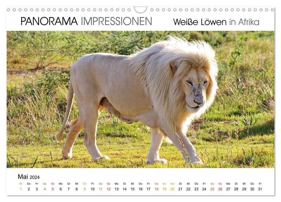 Weiße Löwen in Afrika PANORAMA IMPRESSIONEN (CALVENDO Wandkalender 2024)