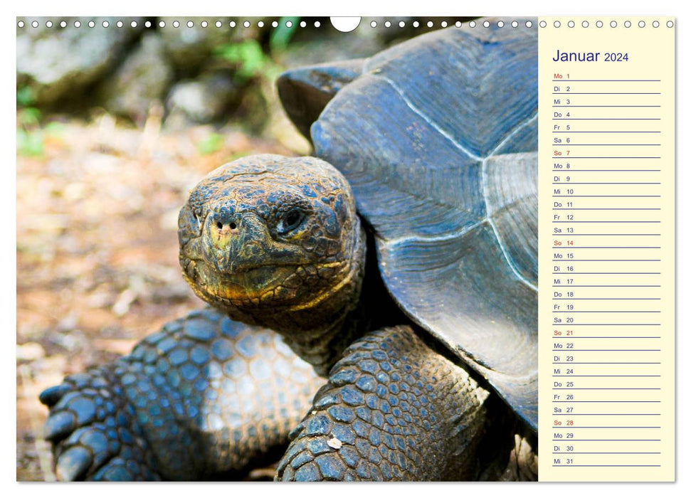 Galapagos Islands - The journey of the SY Shangri La (CALVENDO wall calendar 2024) 