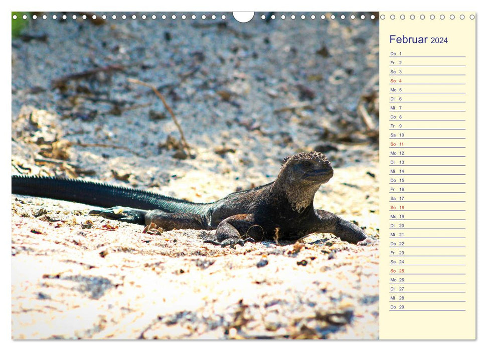 Galapagos Islands - The journey of the SY Shangri La (CALVENDO wall calendar 2024) 