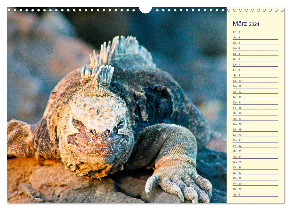 Galapagos Islands - The journey of the SY Shangri La (CALVENDO wall calendar 2024) 