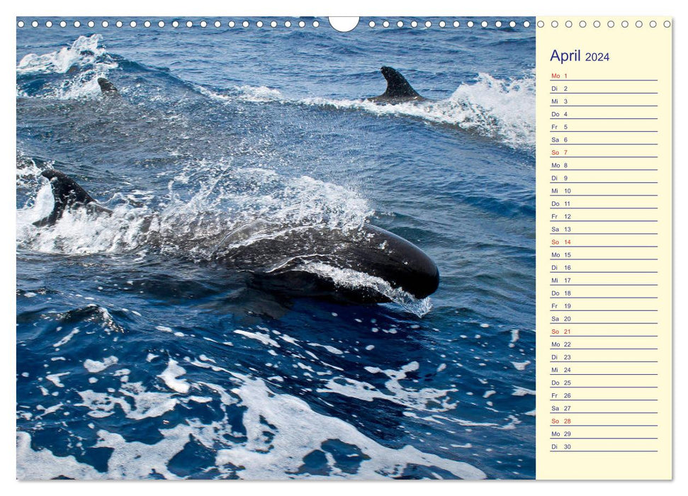 Galapagos Islands - The journey of the SY Shangri La (CALVENDO wall calendar 2024) 