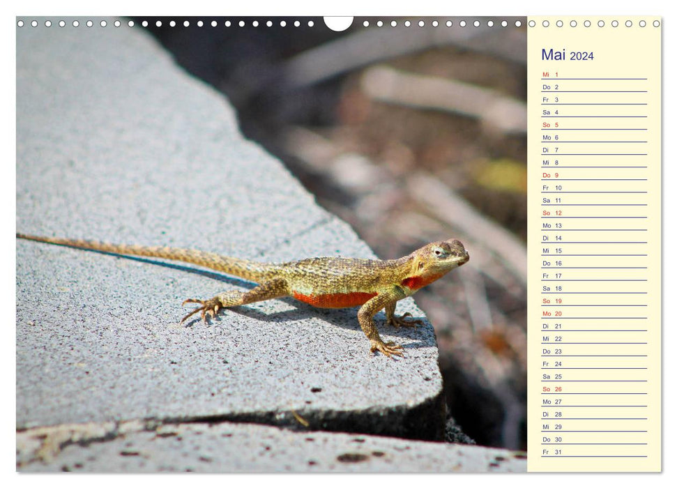 Galapagos Islands - The journey of the SY Shangri La (CALVENDO wall calendar 2024) 