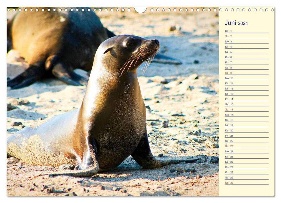 Galapagos Islands - The journey of the SY Shangri La (CALVENDO wall calendar 2024) 