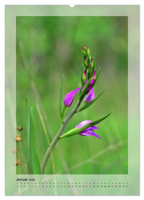 Deutschlands wilde Orchideen (CALVENDO Wandkalender 2024)