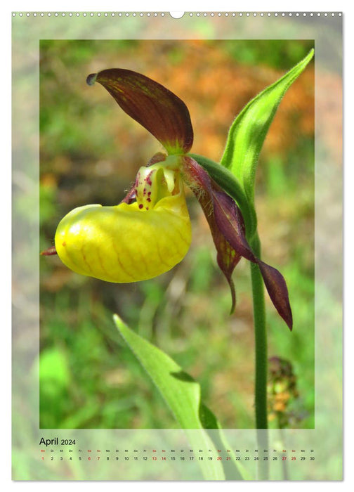 Deutschlands wilde Orchideen (CALVENDO Wandkalender 2024)