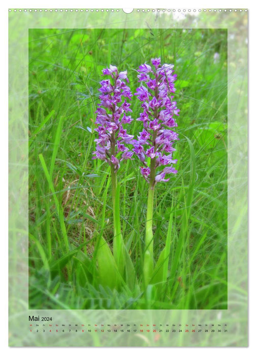 Deutschlands wilde Orchideen (CALVENDO Wandkalender 2024)