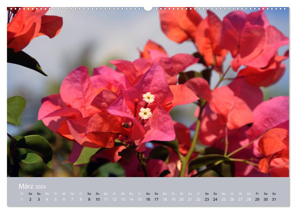 Mexico - a dreamlike paradise (CALVENDO wall calendar 2024) 