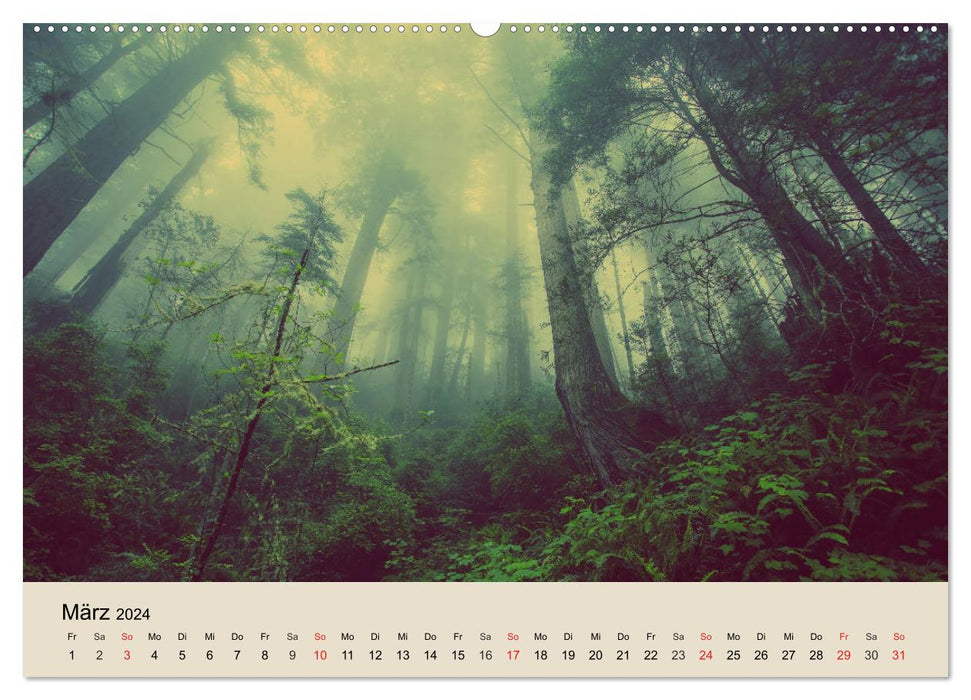 The forest. Through magical forest landscapes (CALVENDO wall calendar 2024) 