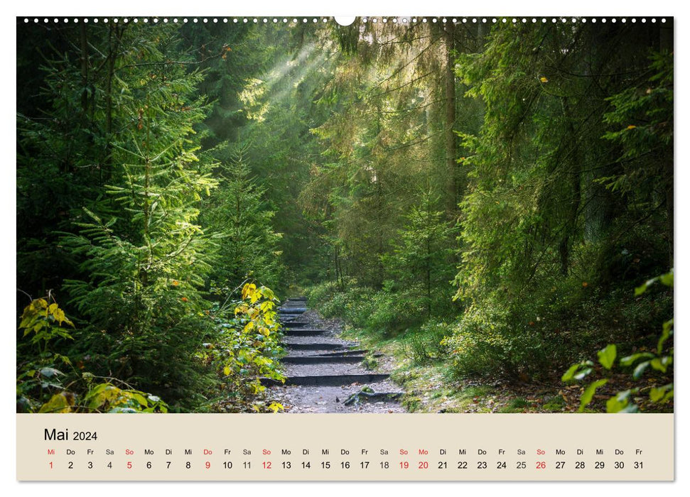 The forest. Through magical forest landscapes (CALVENDO wall calendar 2024) 