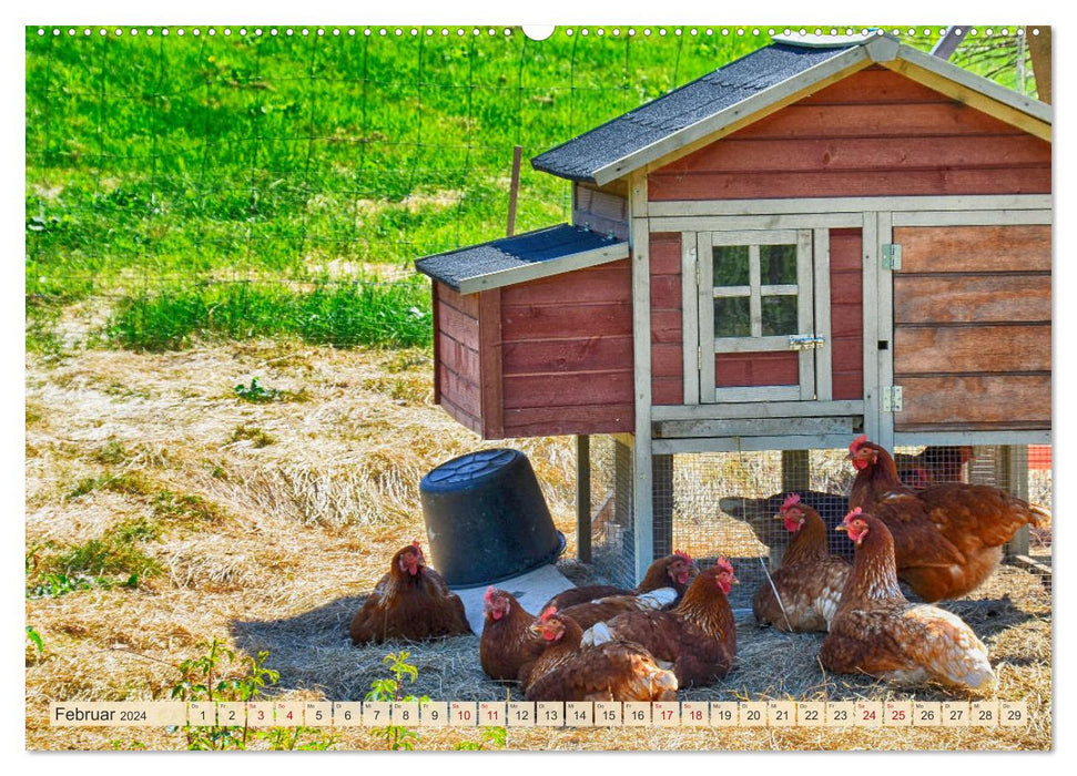 Charmante Hühner (CALVENDO Premium Wandkalender 2024)