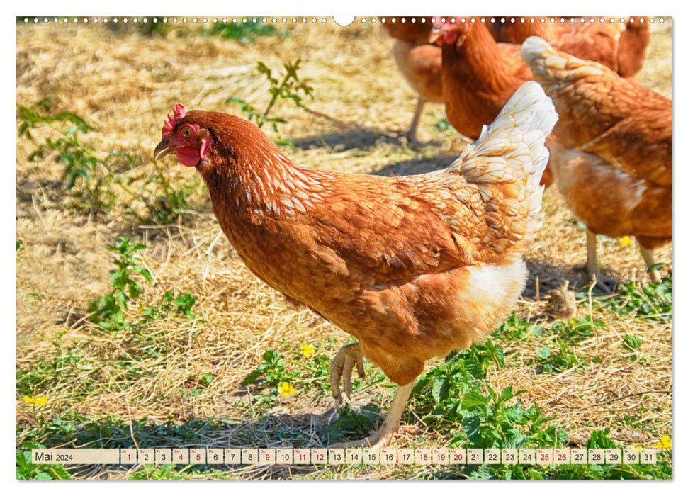 Charming chickens (CALVENDO Premium Wall Calendar 2024) 