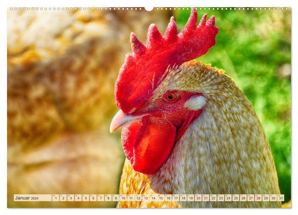 Charmante Hühner (CALVENDO Wandkalender 2024)