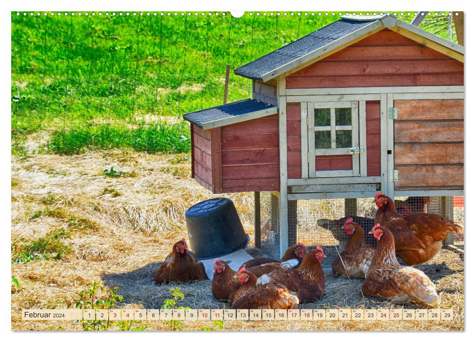 Charming chickens (CALVENDO wall calendar 2024) 