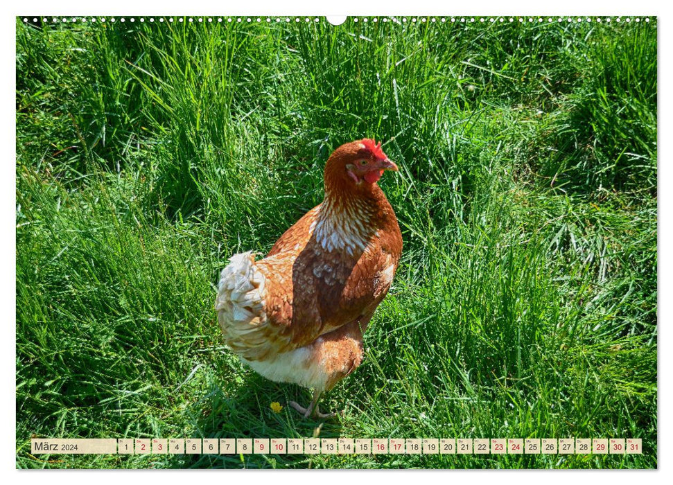 Charming chickens (CALVENDO wall calendar 2024) 