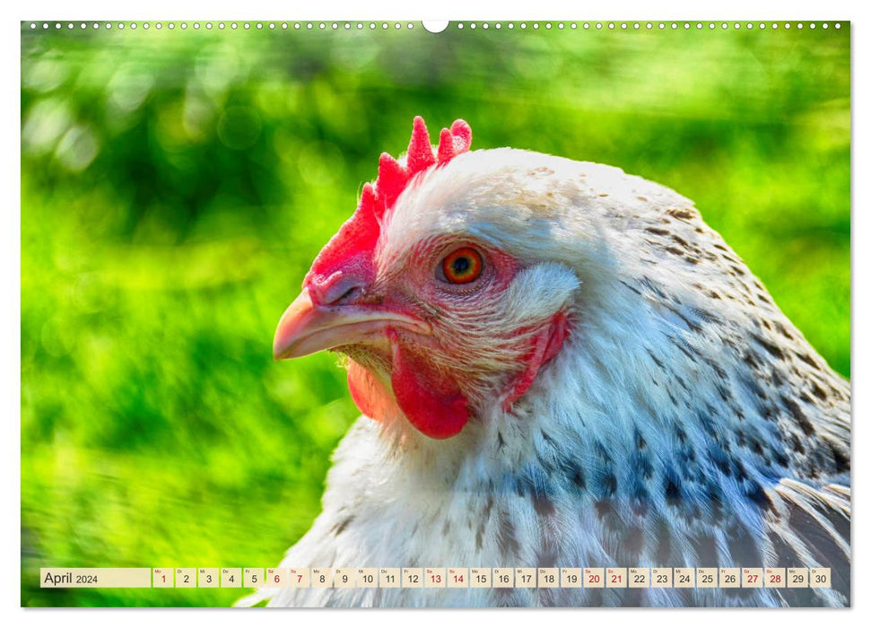 Charmante Hühner (CALVENDO Wandkalender 2024)