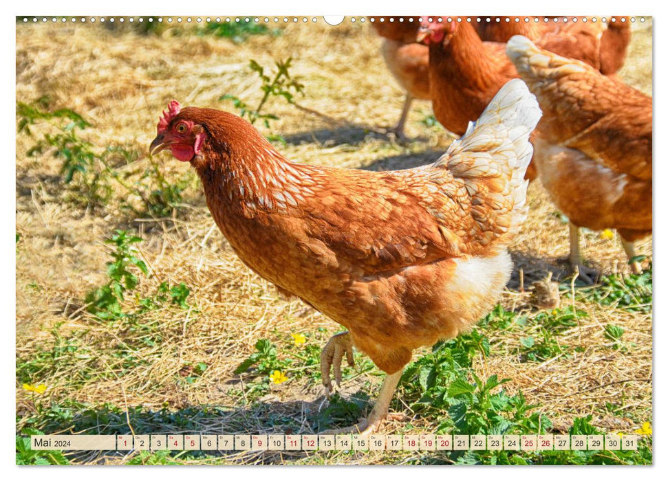 Charming chickens (CALVENDO wall calendar 2024) 