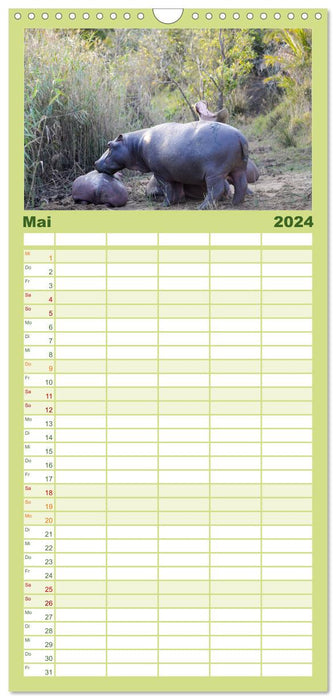Nilpferde, Kolosse im Wasser (CALVENDO Familienplaner 2024)