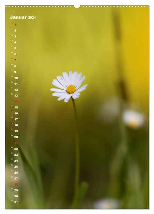 Colors of Nature (CALVENDO Premium Wandkalender 2024)