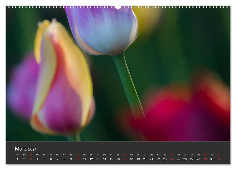 Tulips - the colorful variety (CALVENDO Premium Wall Calendar 2024) 